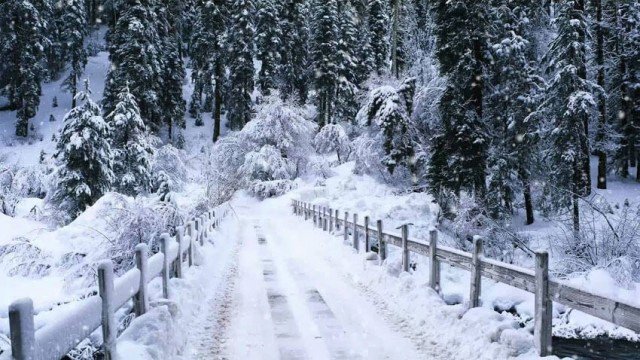 گلگت بلتستان میں چار نایاب برفانی تیندووں کی موجودگی