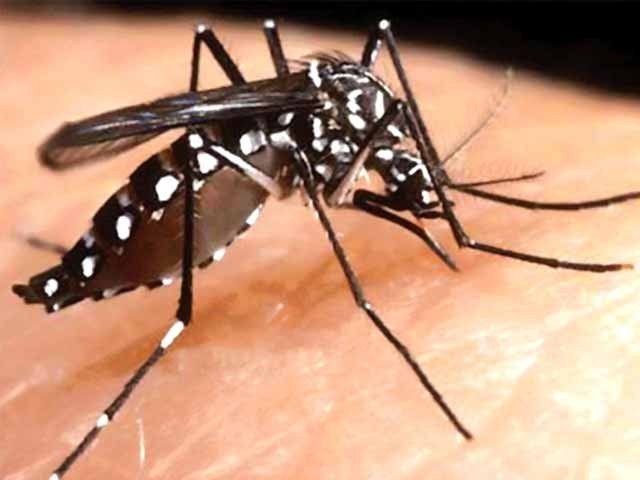 پنجاب بھر میں ڈینگی کے مزید 61کیسز رپورٹ